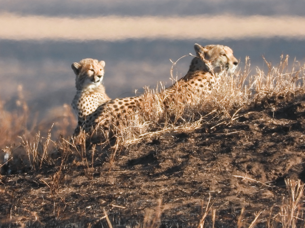 Cheetahs resting on the hill