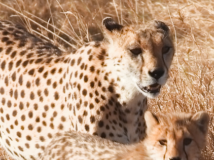 A cheetah and her cub in the grass
