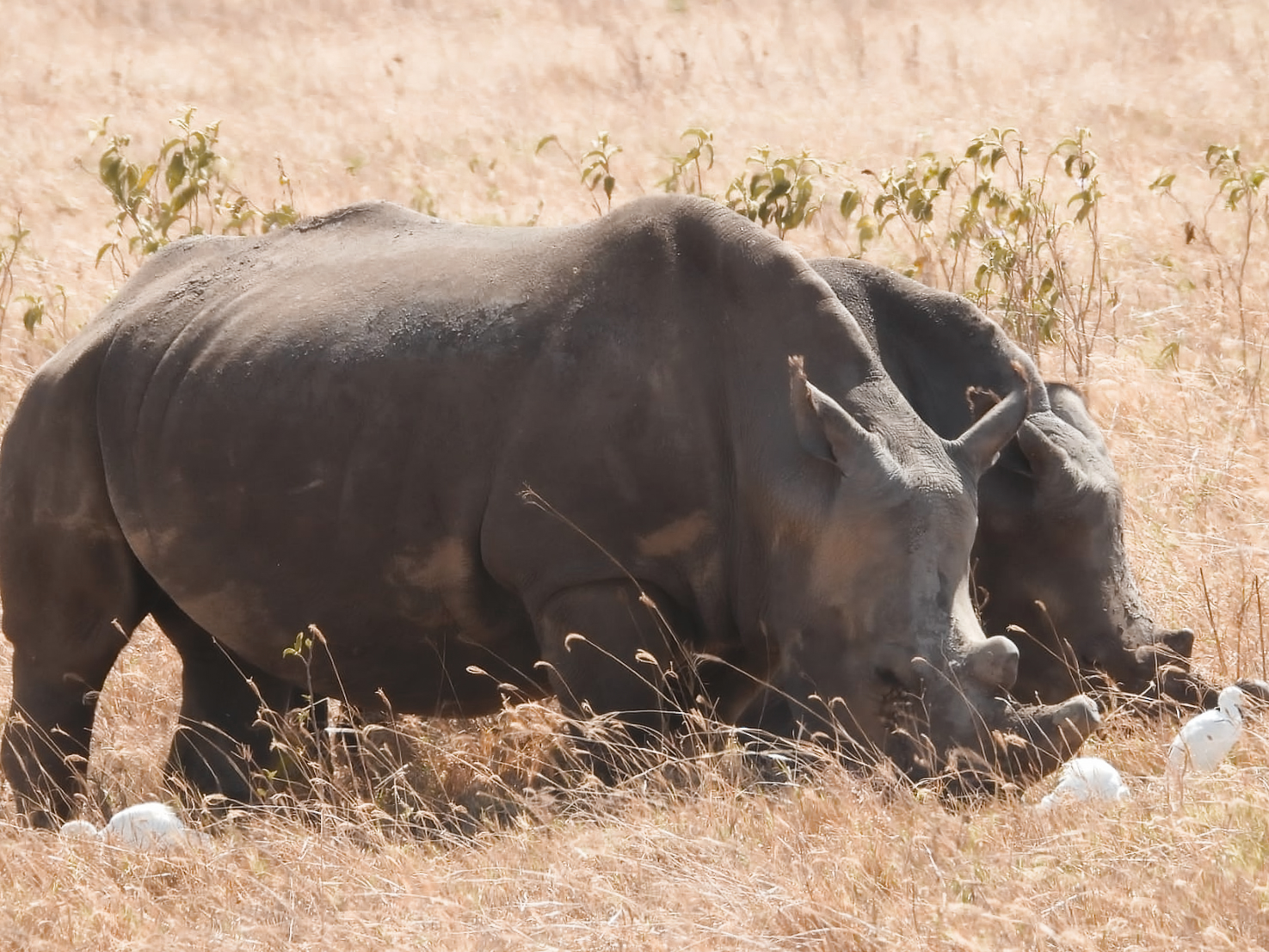 Rhinos at Ngorongoro