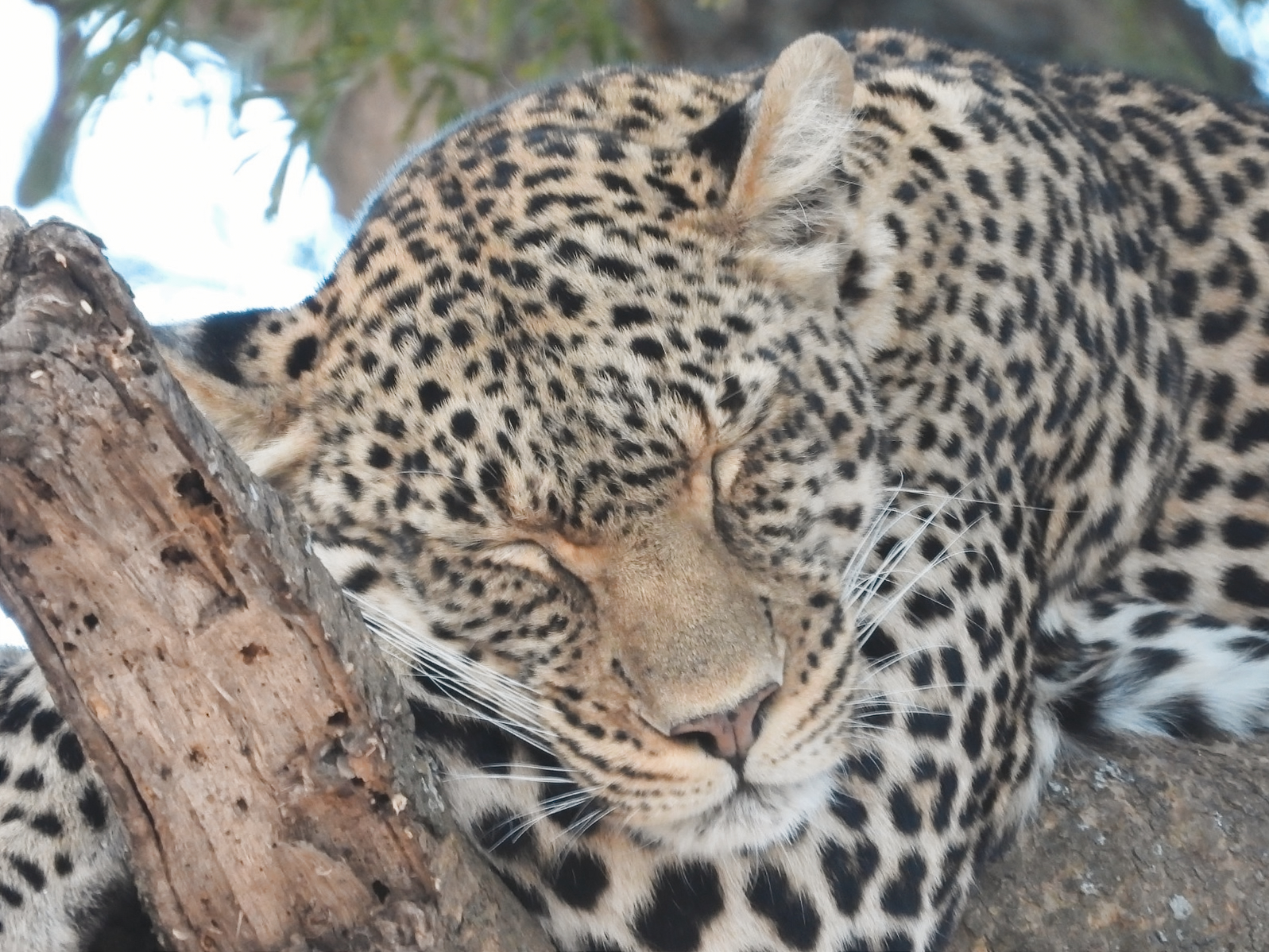 A leopard taking a nap