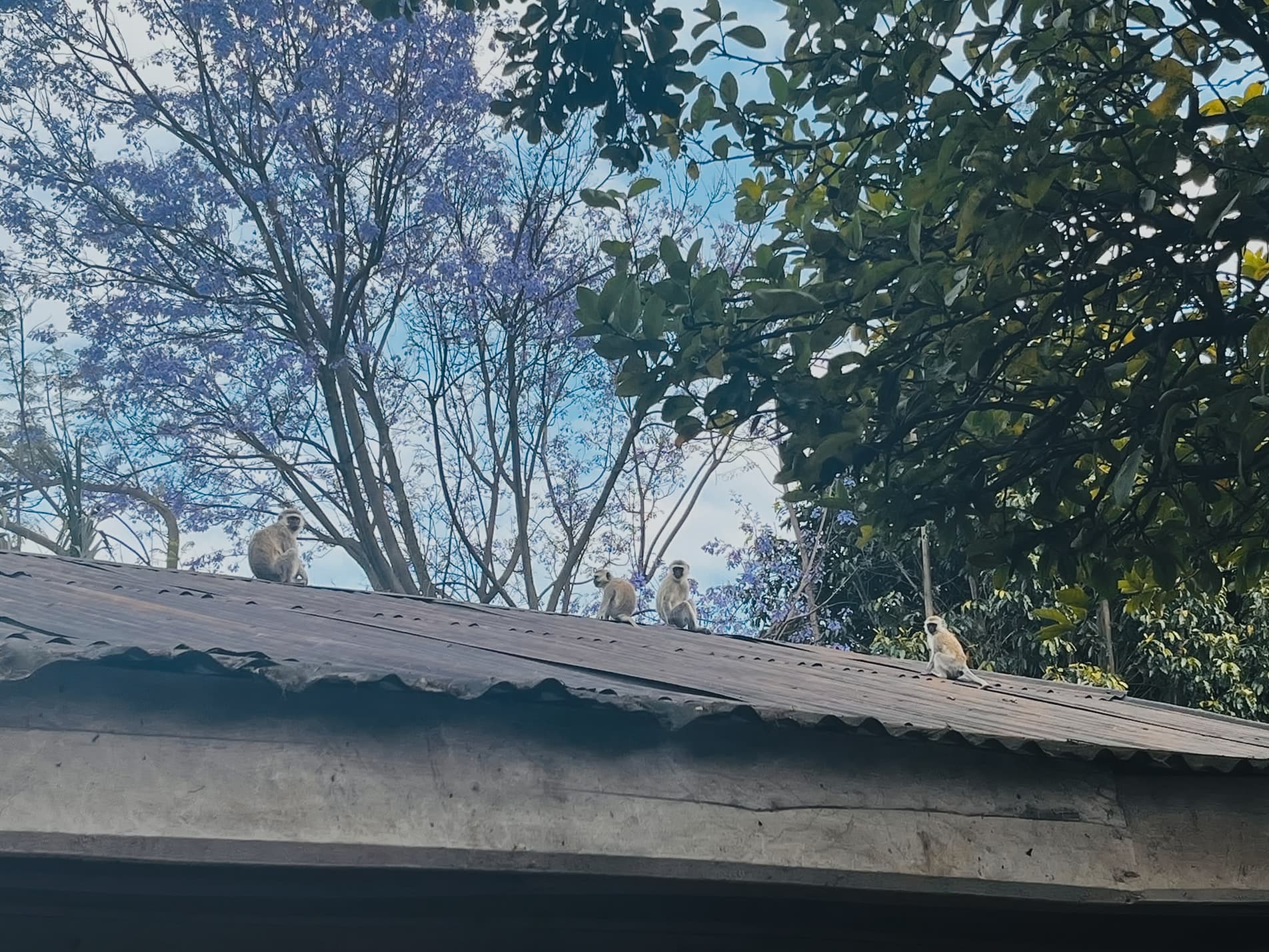 Monkeys on the roof at Kundayo