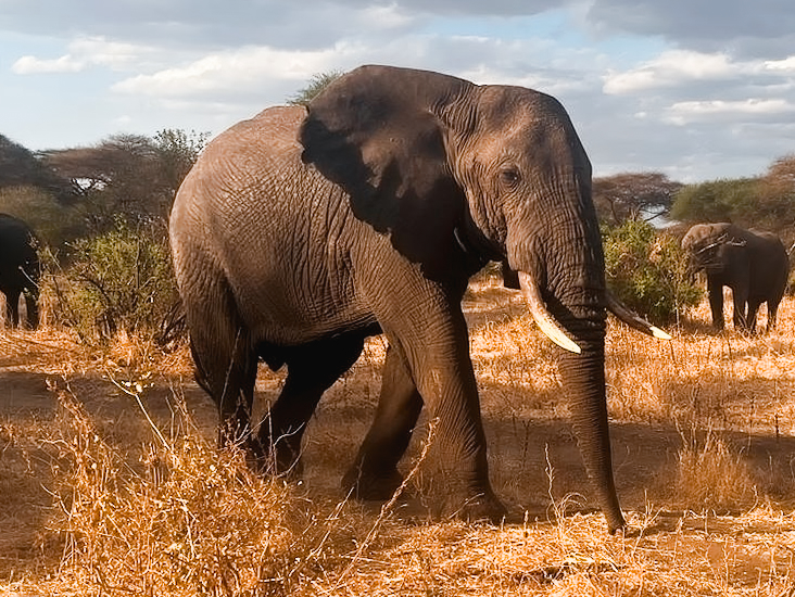 Elephants in Tarangire