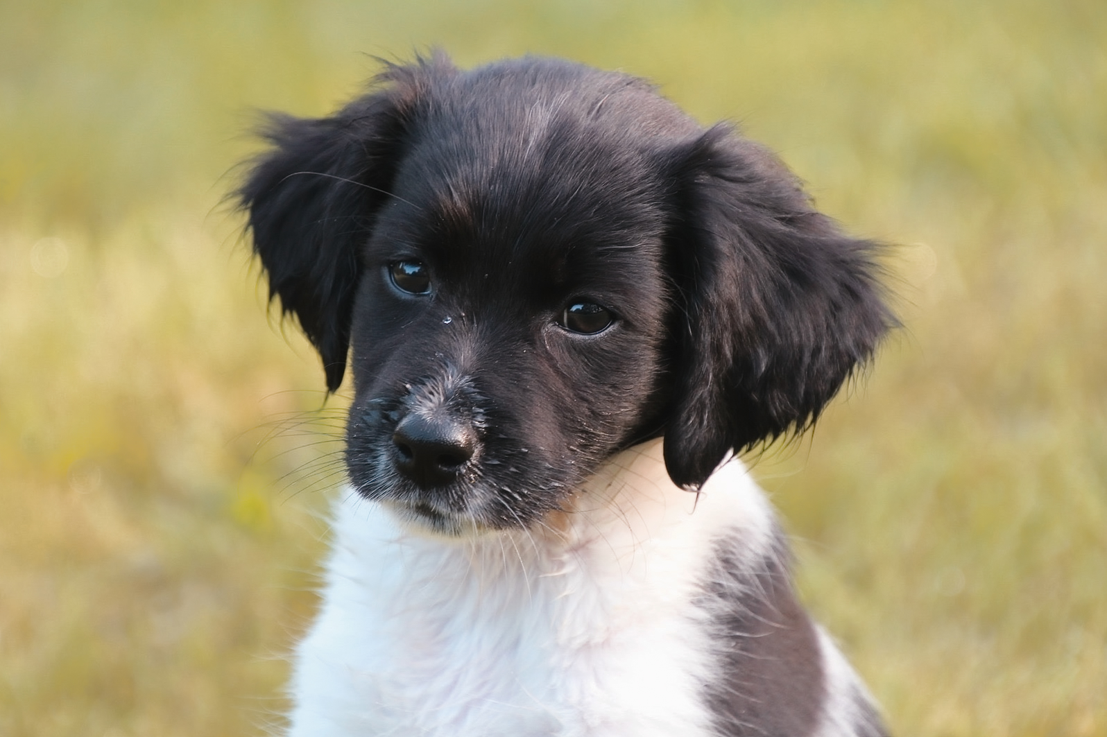Puck as a puppy