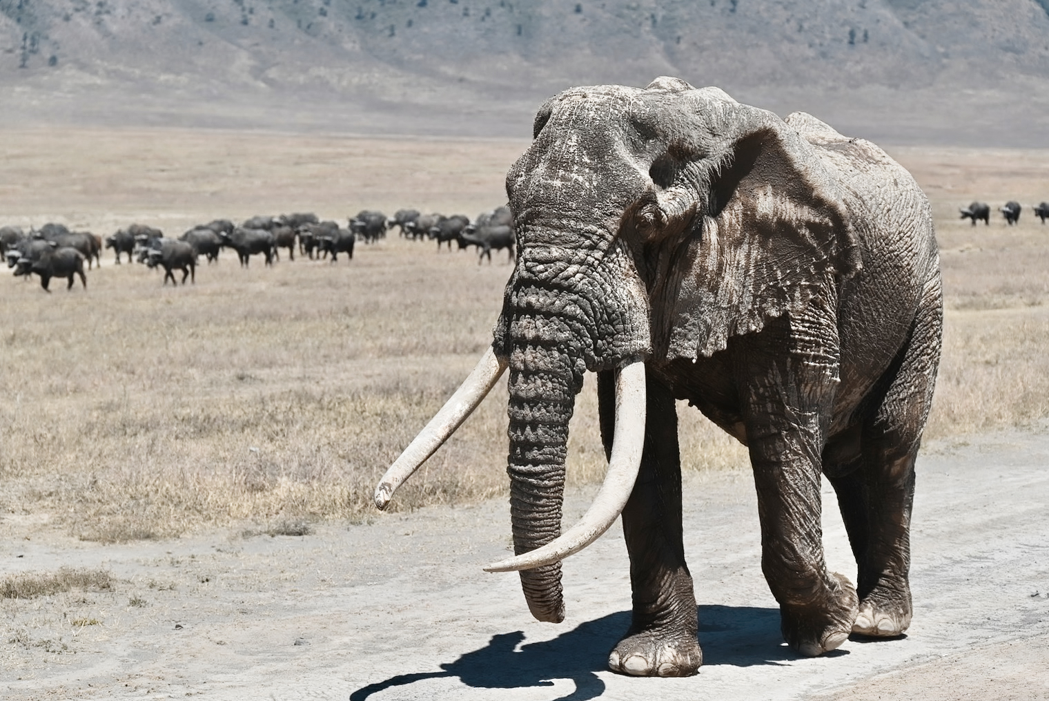 A big bull elephant in Ngorongoro