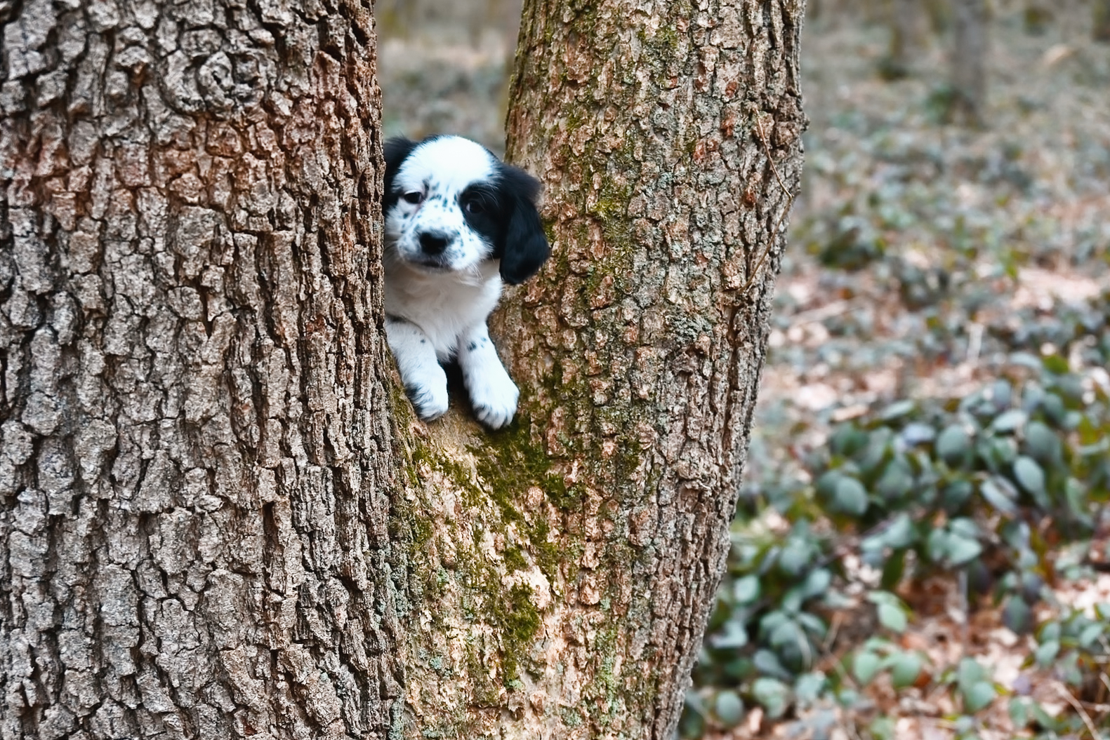 Vlekkie hiding in the woods