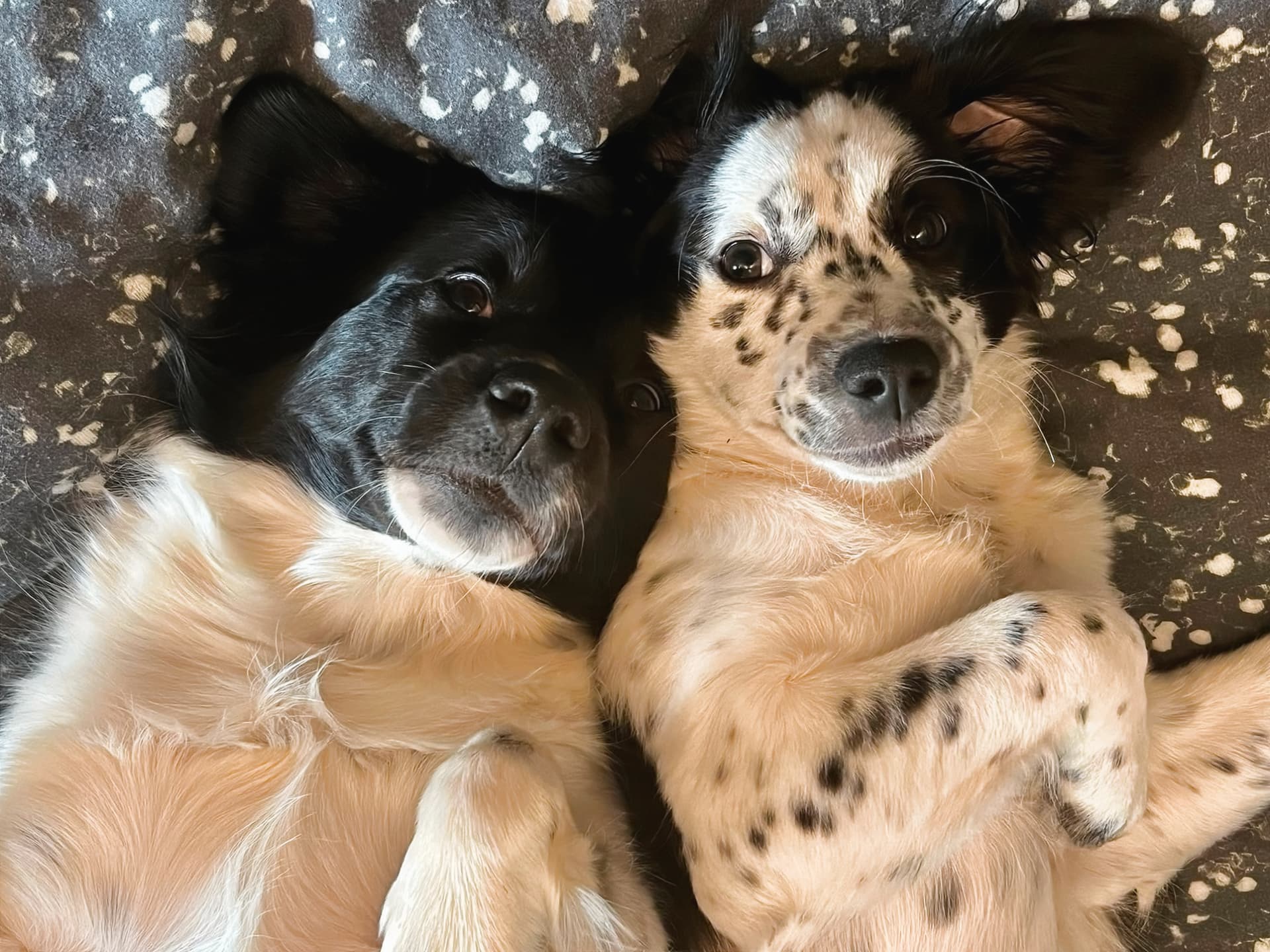 Two tired dogs after a long day