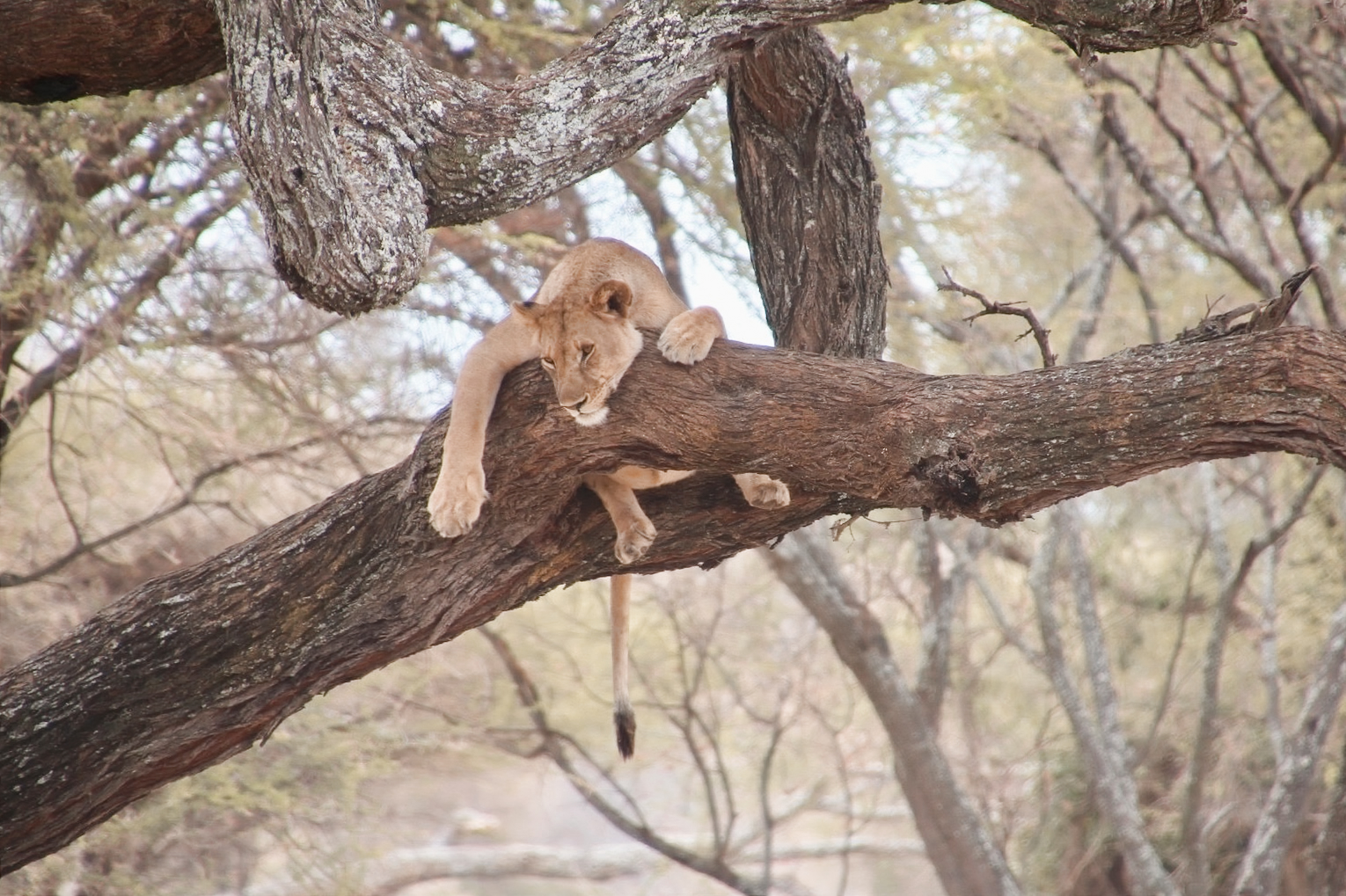 A lioness resting in a tree