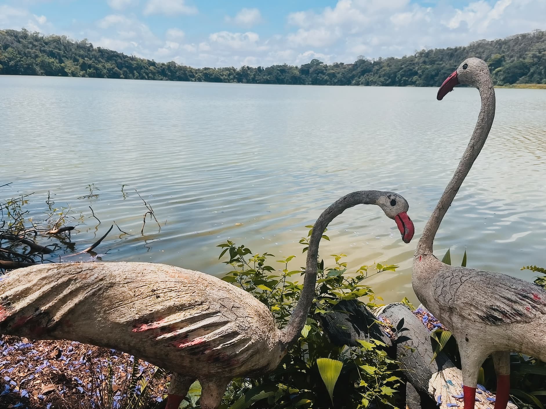 The flamingos at Lake Duluti