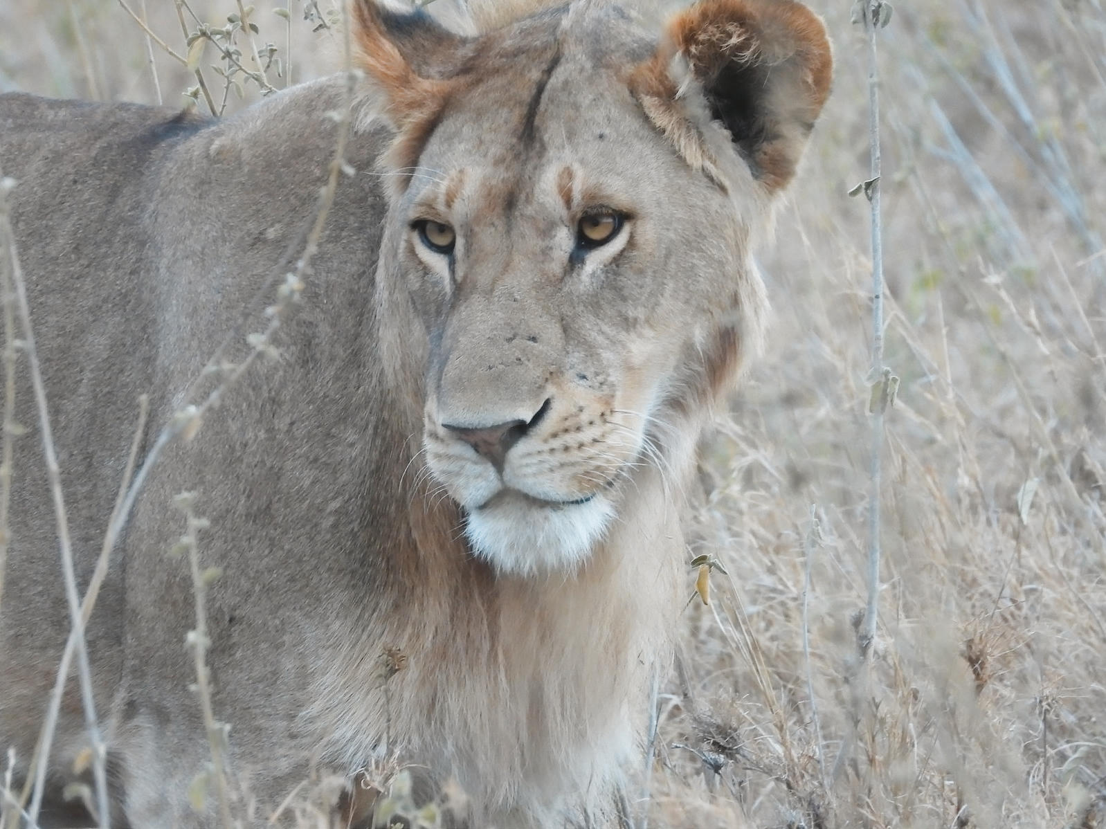 A lion in the Serengeti