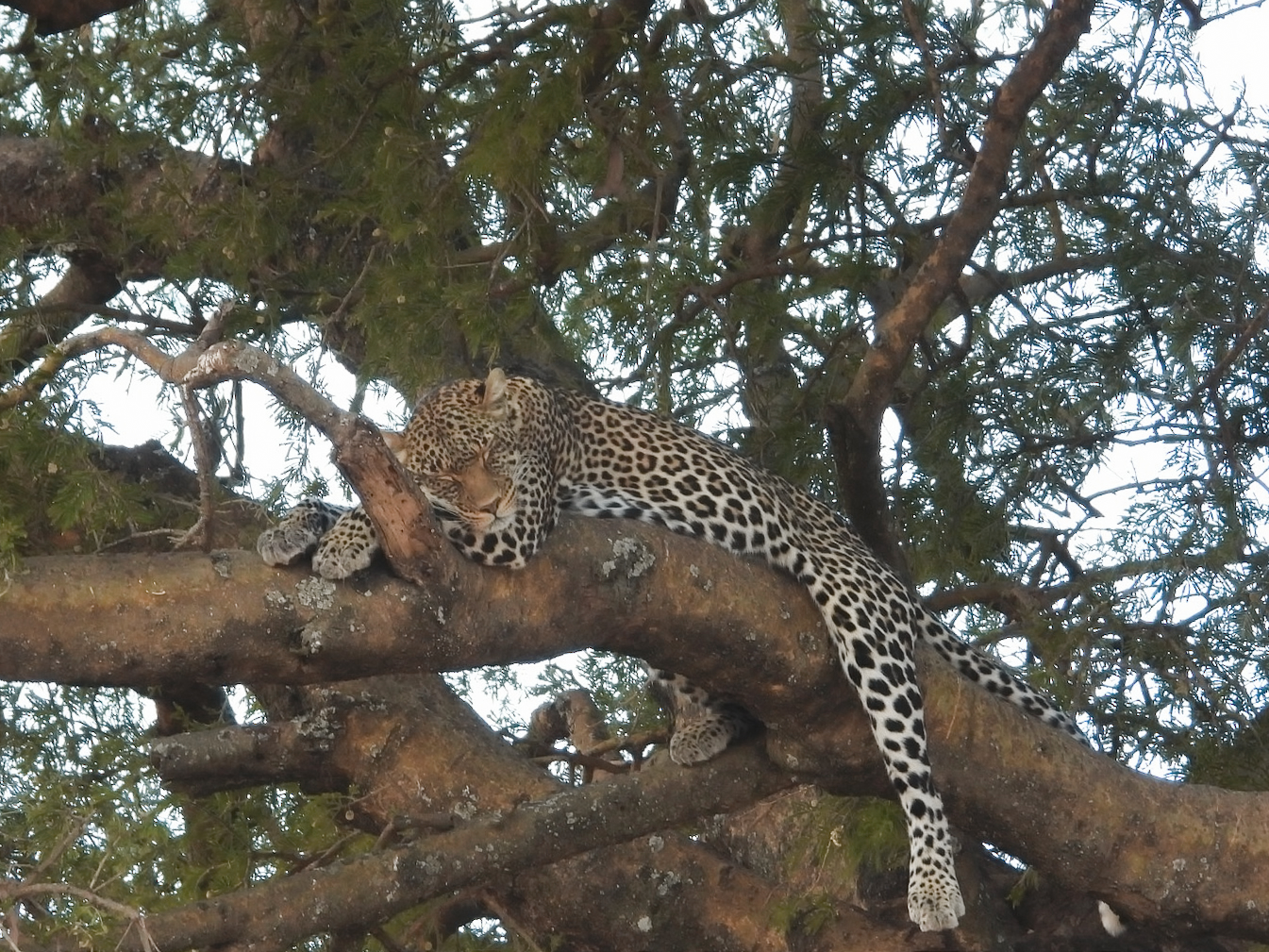 Leopard in the branches