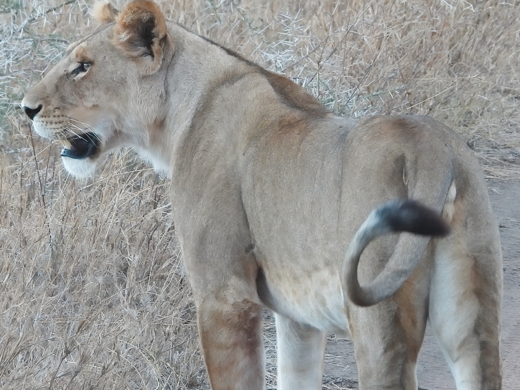 A lioness by the road