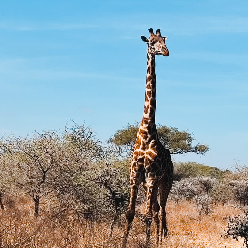 Giraffe in the Serengeti