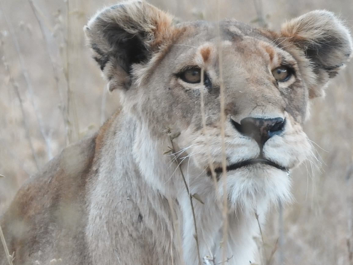 Lioness in the grass