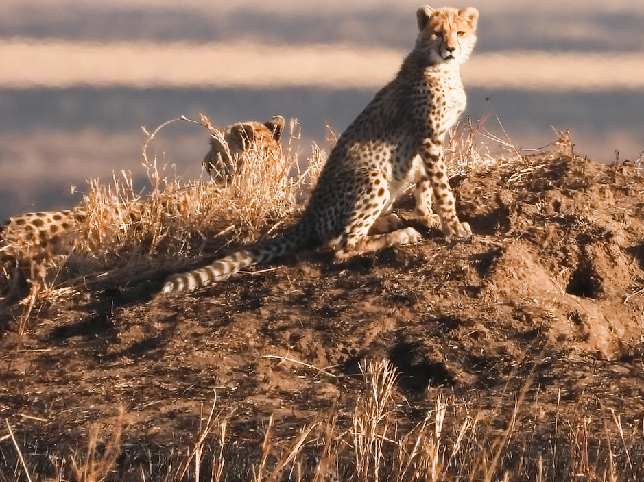 A young cheetah on the lookout