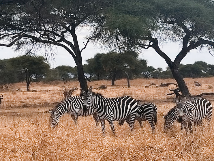 Zebras under the acacias