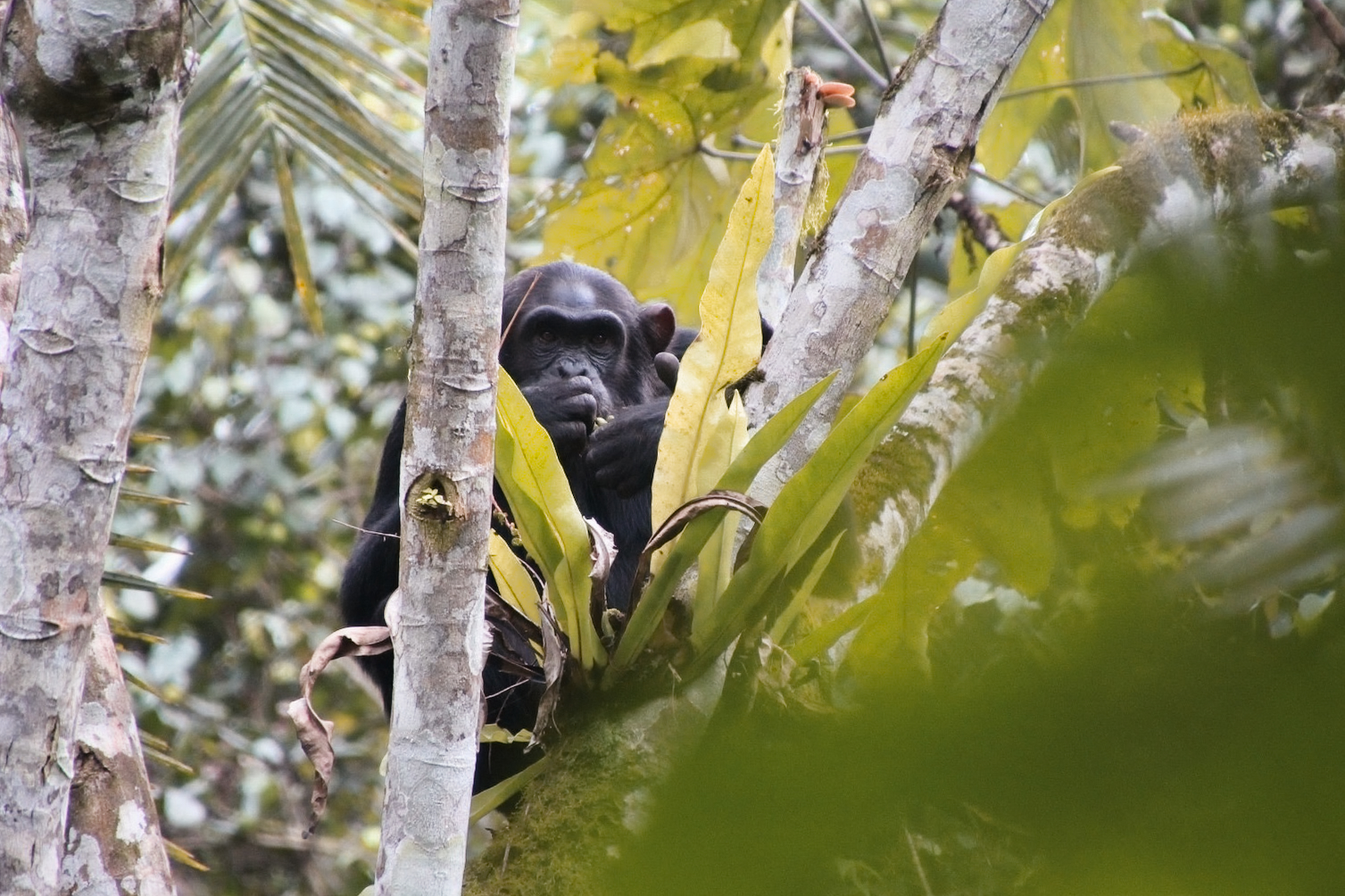 A chimpanzee watching from the trees