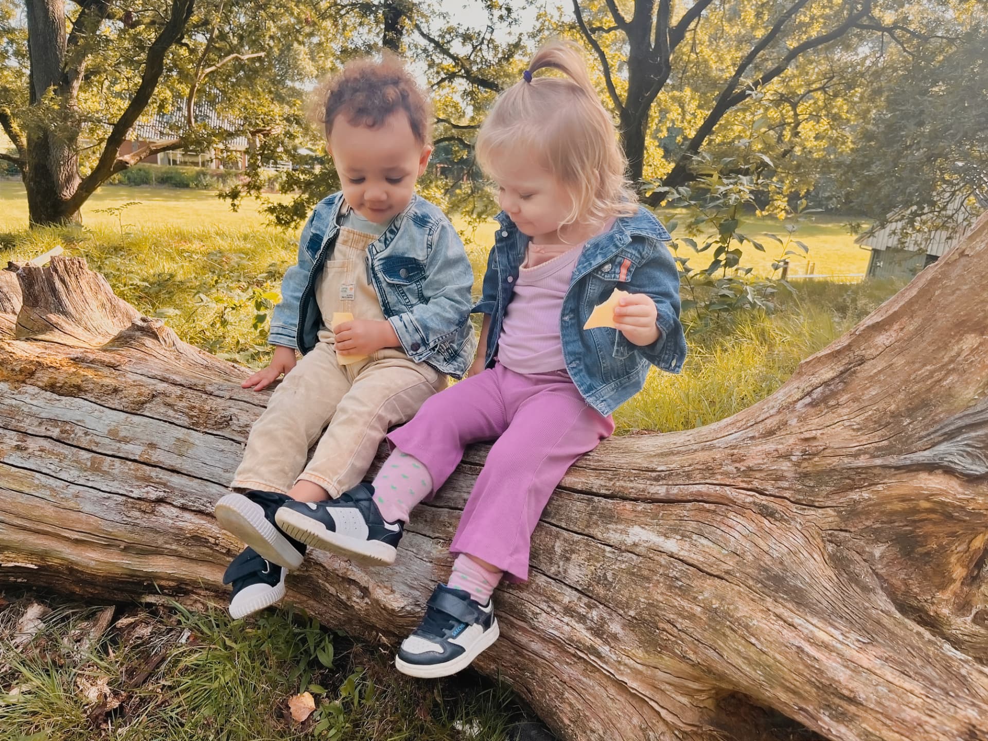 Cheese snack on a fallen tree