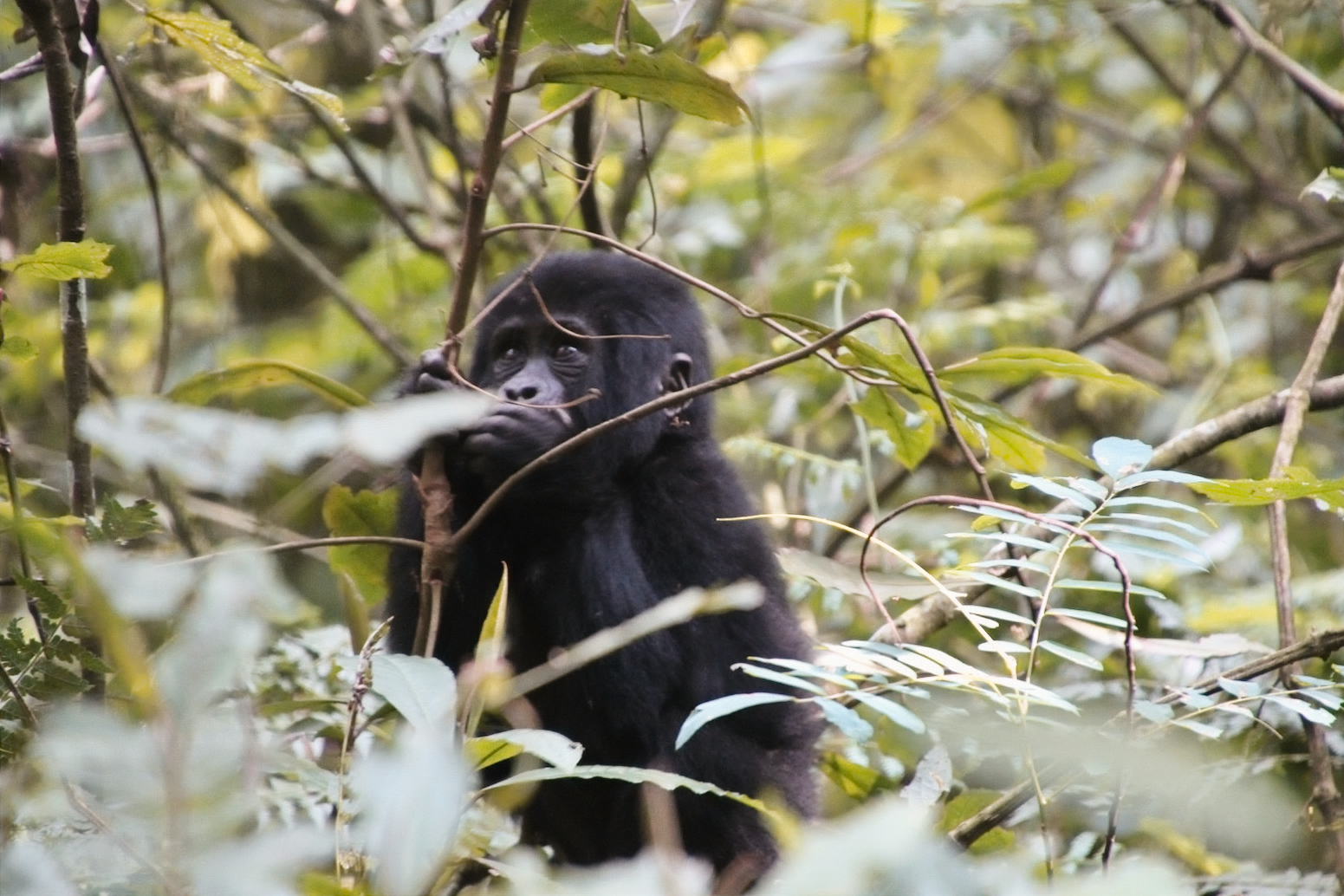 Young mountain gorilla in the forest