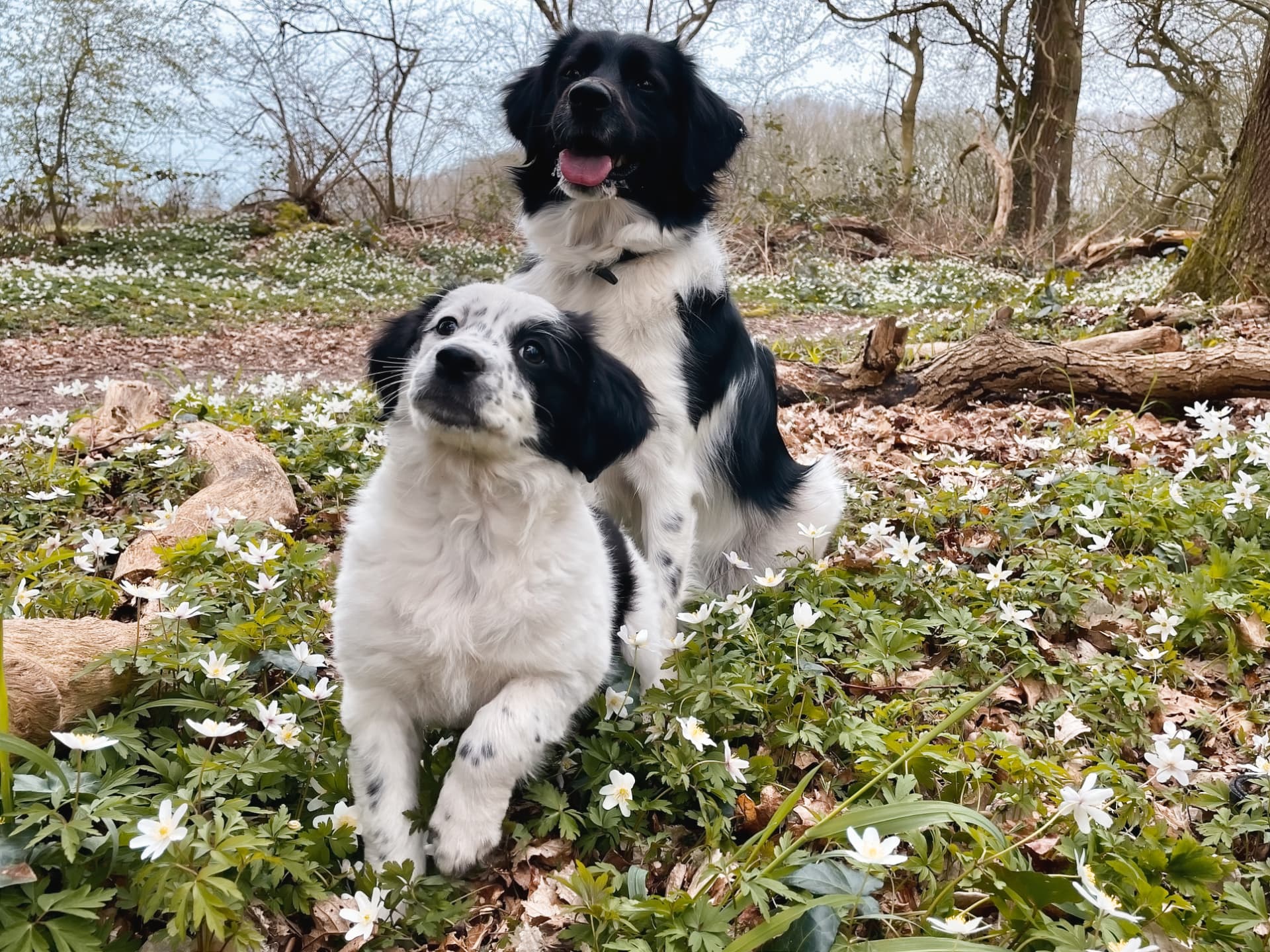 Puck and Vlekkie in the spring woods