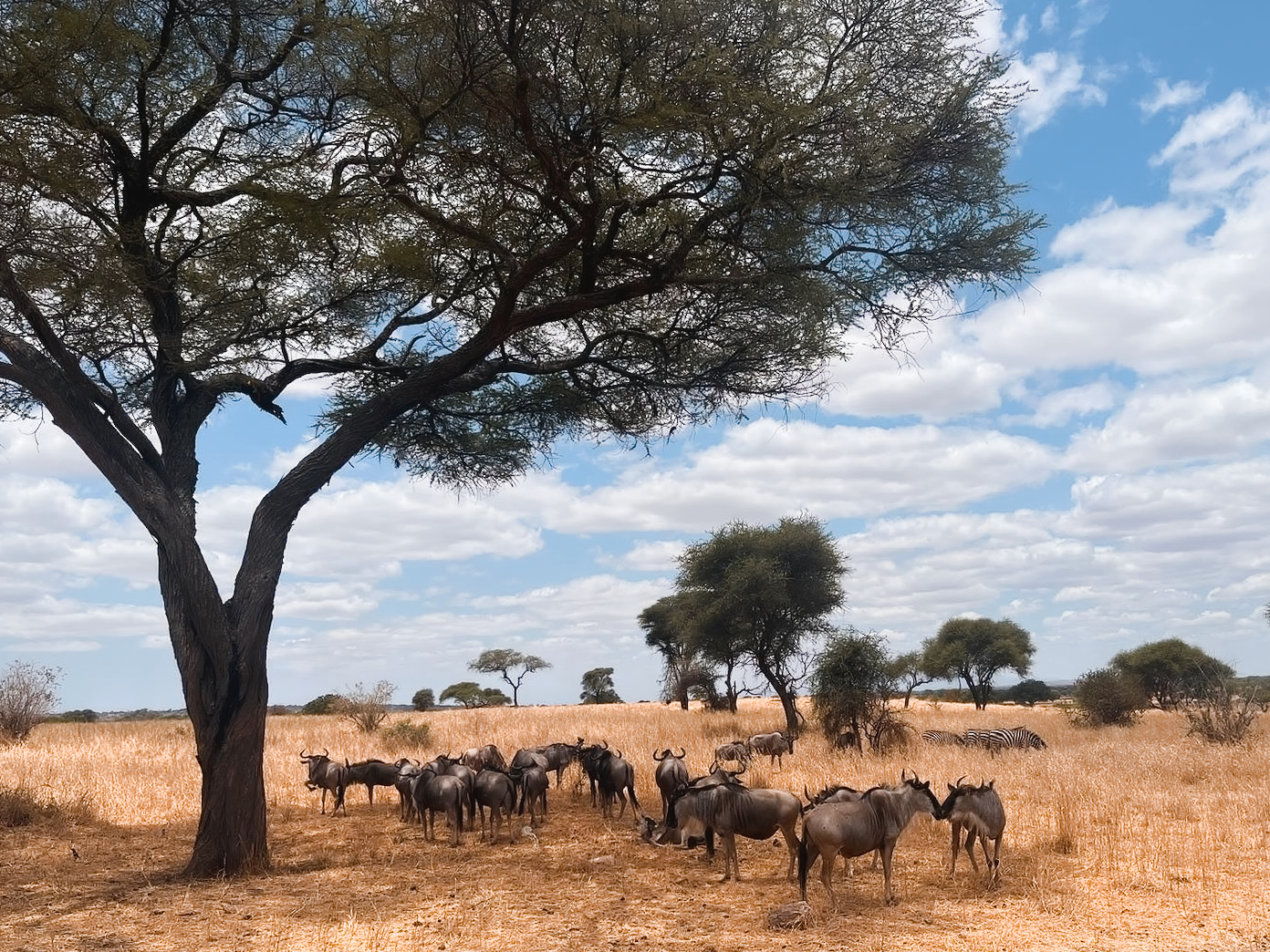 Wildebeest in Tarangire